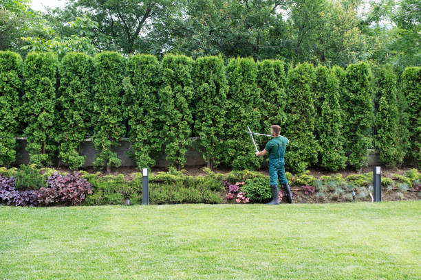 Best Hedge Trimming  in Pegram, TN