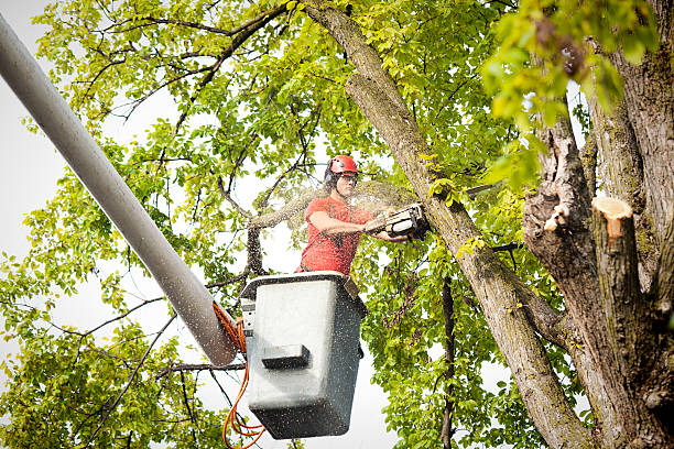  Pegram, TN Tree Removal Pros