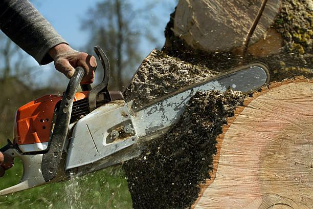 Best Lawn Maintenance Plans  in Pegram, TN
